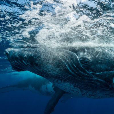 The-Explorers Organisation projet baleine