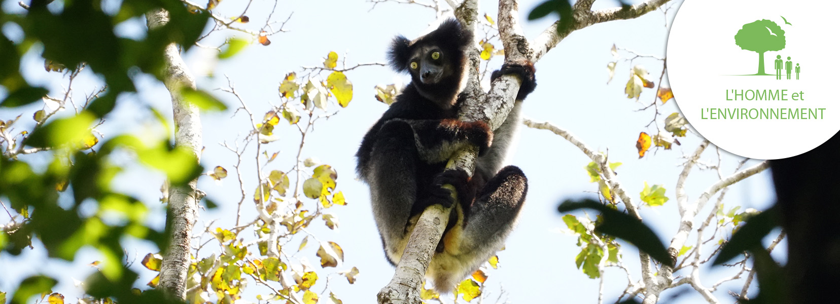 The Explorers Organisation Indri indri projet