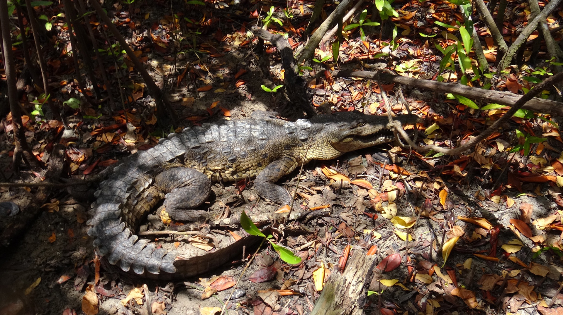 American crocodile in Jamaica - UF Croc Docs - The Explorers Organisation © UF Croc Docs