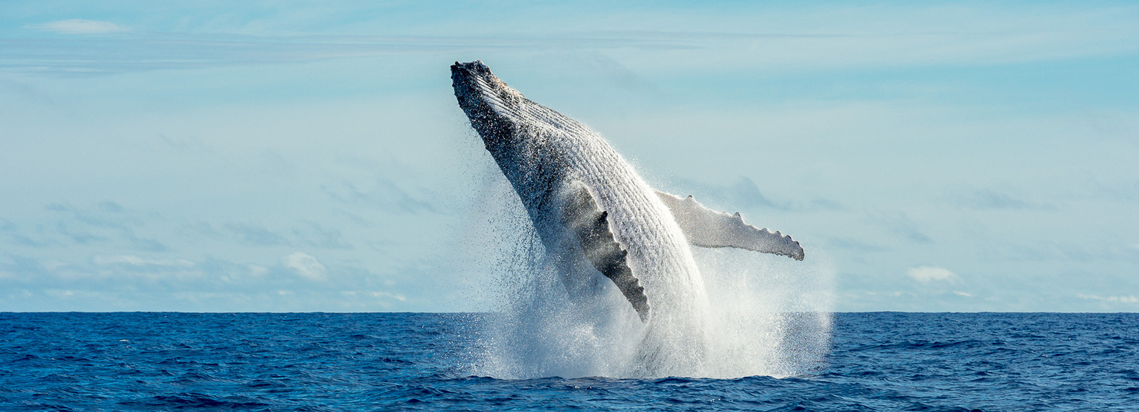 The Explorers Organisation projet baleine Mata Tohora Polynesie