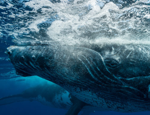 Baleines à bosse en Polynésie française EN