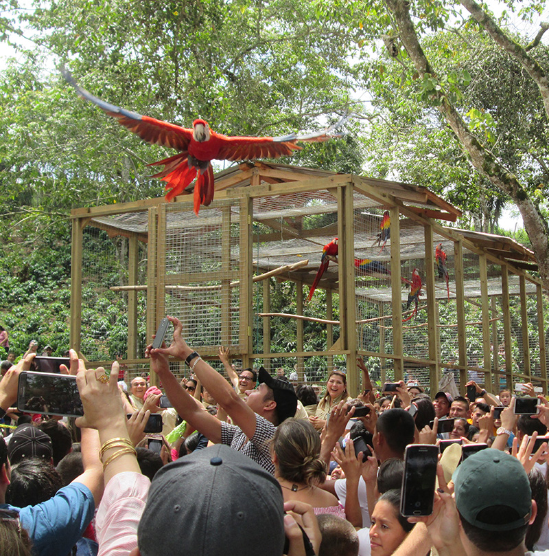 Bird release © Macaw Mountain - The Explorers Organisation