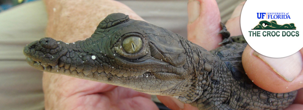 American crocodile project - UF Croc Docs - The Explorers Organisation