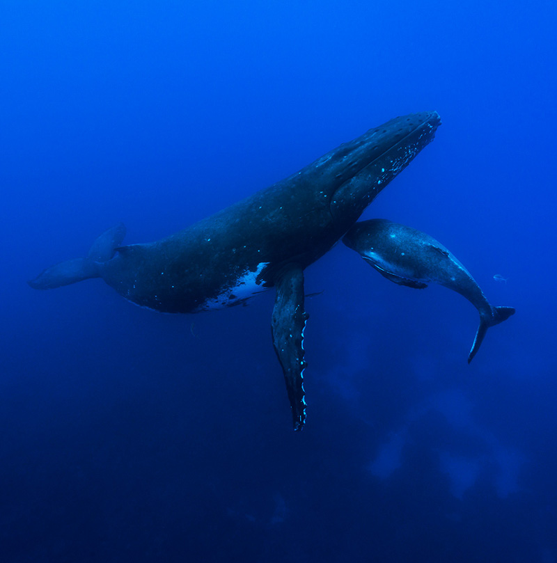 The-Explorers-Organisation-projet-baleine-MATA-TOHORA