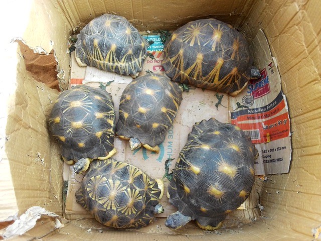 New seizure of 144 radiated tortoises