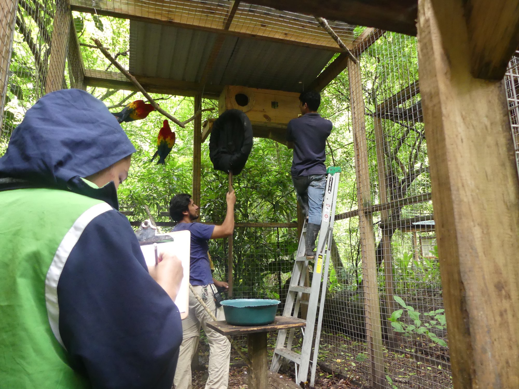 Vérification des nids à Macaw Mountain
