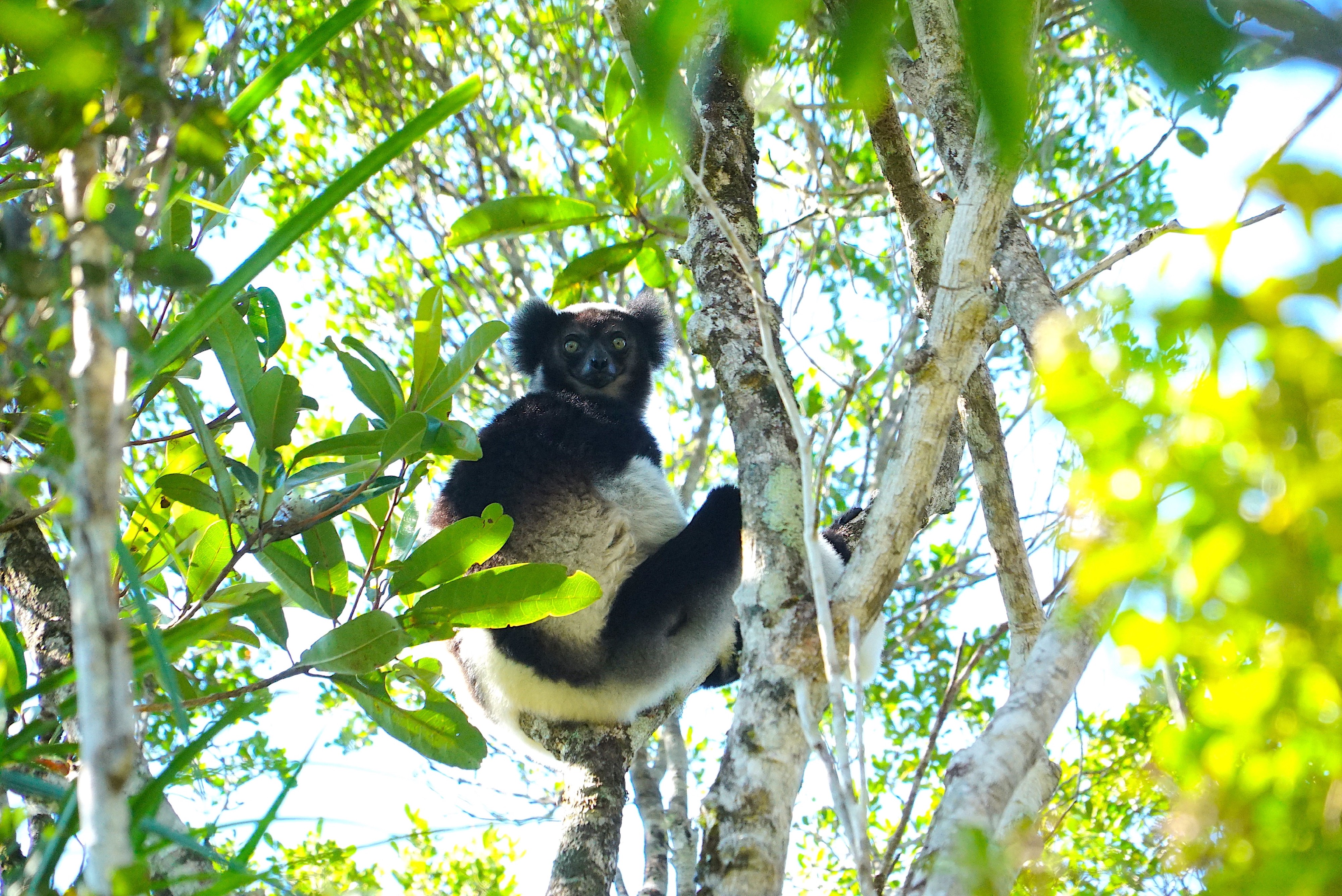 Identification of new isolated Indri lemurs
